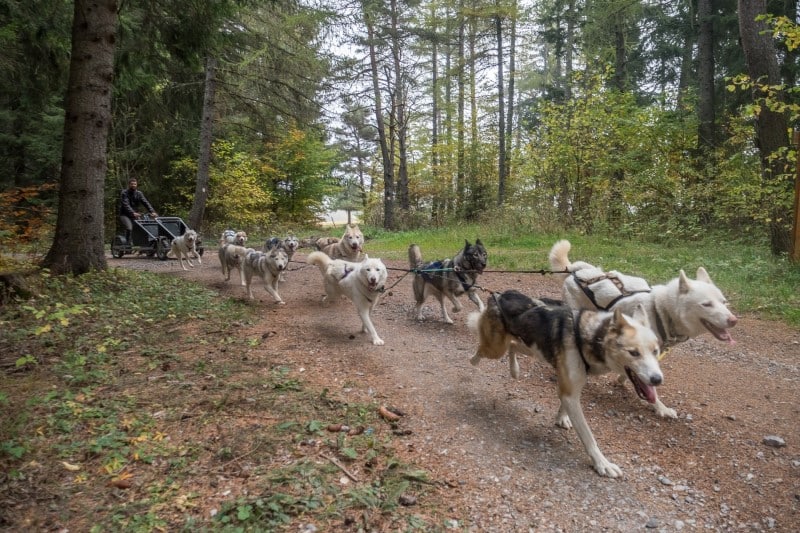 https://cdt24.media.tourinsoft.eu/upload/Cani-Kart-3-Sirtaqui.jpg