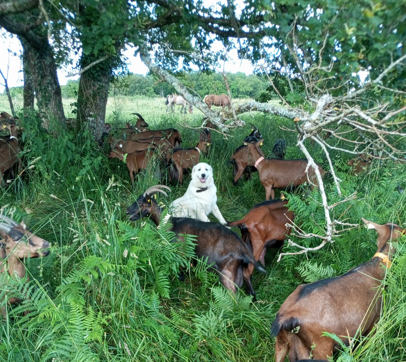 https://cdt64.media.tourinsoft.eu/upload/-Les-Coeurs-de-Lait--2--2.jpg