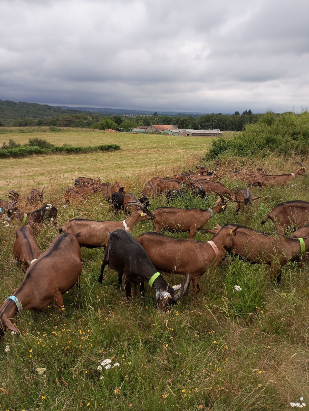 https://cdt64.media.tourinsoft.eu/upload/-Les-Coeurs-de-Lait--3--2.jpg